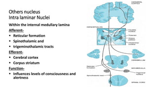 Others nucleus
Intra laminar Nuclei
Within the internal medullary lamina
Afferent-
 Reticular formation
 Spinothalamic and
 trigeminothalamic tracts
Efferent-
 Cerebral cortex
 Corpus striatum
Function-
 Influences levels of consciousness and
alertness
 