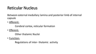 Reticular Nucleus
Between external medullary lamina and posterior limb of internal
capsule
• Afferent-
Cerebral cortex, reticular formation
• Efferent-
Other thalamic Nuclei
• Function-
Regulations of inter- thalamic activity
 