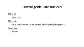Lateral geniculate nucleus
• Afferent-
Optic tract
• Efferent-
Optic radiation to visual cortex of occipital lobe (area-17)
• Function-
Vision
 