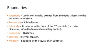 Boundaries
• Anteriorly – Lamina terminalis, extends from the optic chiasma to the
anterior commissure.
• Posteriorly – Subthalamus.
• Inferiorly – Structures in the floor of the 3rd ventricle (i.e. tuber
cinereum, infundibulum and mamillary bodies).
• Superiorly – Thalamus.
• Laterally - Internal capsule.
• Medially – Bounded by the cavity of 3rd ventricle.
 