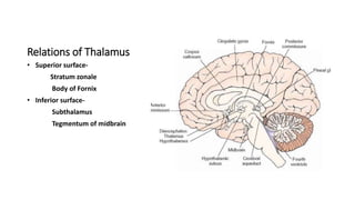 Relations of Thalamus
• Superior surface-
Stratum zonale
Body of Fornix
• Inferior surface-
Subthalamus
Tegmentum of midbrain
 