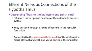 Efferent Nervous Connections of the
Hypothalamus
• Descending fibers to the brainstem and spinal cord
• Influence the peripheral neurons of the autonomic nervous
system
• They descend through a series of neurons in the reticular
formation
• Connected to the parasympathetic nuclei of the oculomotor,
facial, glossopharyngeal, and vagus nerves in the brainstem
 
