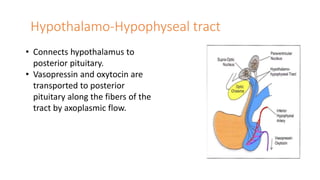 Hypothalamo-Hypophyseal tract
• Connects hypothalamus to
posterior pituitary.
• Vasopressin and oxytocin are
transported to posterior
pituitary along the fibers of the
tract by axoplasmic flow.
 