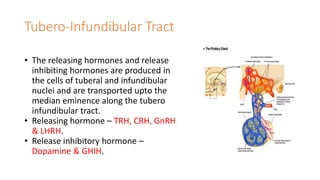 Tubero-Infundibular Tract
• The releasing hormones and release
inhibiting hormones are produced in
the cells of tuberal and infundibular
nuclei and are transported upto the
median eminence along the tubero
infundibular tract.
• Releasing hormone – TRH, CRH, GnRH
& LHRH.
• Release inhibitory hormone –
Dopamine & GHIH.
 