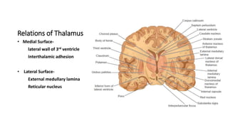 Relations of Thalamus
• Medial Surface-
lateral wall of 3rd ventricle
Interthalamic adhesion
• Lateral Surface-
External medullary lamina
Reticular nucleus
 