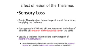 •Sensory Loss
• Due to Thrombosis or hemorrhage of one of the arteries
supplying the thalamus
• Damage to the VPM and VPL nucleus result in the loss of
all forms of sensation in the opposite side of the body
• Usually, a thalamic lesion results in dysfunction of
neighboring structures
• Lateral extension of thalamic disease may involve the internal
capsule and produce extensive motor and sensory deficits
Effect of lesion of the Thalamus
 
