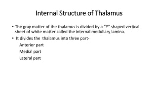 Internal Structure of Thalamus
• The gray matter of the thalamus is divided by a “Y” shaped vertical
sheet of white matter called the internal medullary lamina.
• It divides the thalamus into three part-
Anterior part
Medial part
Lateral part
 