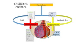 ADH
Oxytocin
GH
TSH
ACTH
FSH
LH
Prolactin
Hypothalamus
GHRH
TRH
CRH
GnRH
ADH
Oxytocin
Adenohypophysis Neurohypophysis
Pituitary
Gland
Portal Axoplasmic flow
ENDOCRINE
CONTROL
 