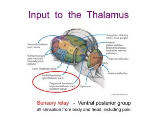Input to the Thalamus
Sensory relay - Ventral posterior group
all sensation from body and head, including pain
 