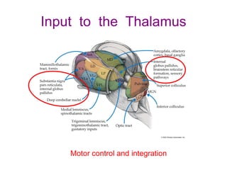 Input to the Thalamus
Motor control and integration
 