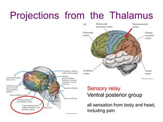 Projections from the Thalamus
Sensory relay
Ventral posterior group
all sensation from body and head,
including pain
 