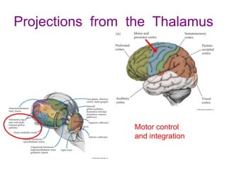 Projections from the Thalamus
Motor control
and integration
 