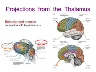 Projections from the Thalamus
Behavior and emotion
connection with hypothalamus
 