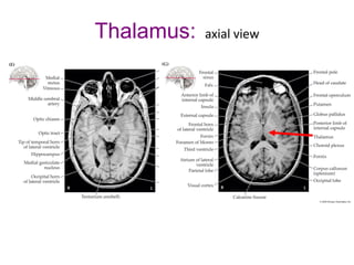 Thalamus: axial view
 