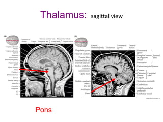 Thalamus: sagittal view
Pons
 