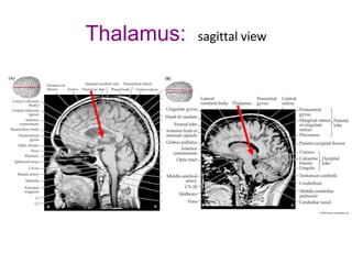 Thalamus: sagittal view
 