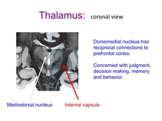 Thalamus: coronal view
Mediodorsal nucleus Internal capsule
Dorsomedial nucleus has
reciprocal connections to
prefrontal cortex.
Concerned with judgment,
decision making, memory
and behavior.
 