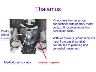 Thalamus
Mediodorsal nucleus Internal capsule
Ventral
lateral
nucleus
VL nucleus has reciprocal
connections with primary motor
cortex. It receives input from
cerebellar nuclei.
With VA nucleus (which receives
input from basal ganglia)
contributes to planning and
control of movement.
 