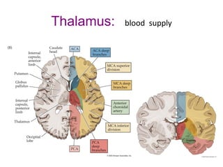 Thalamus: blood supply
 