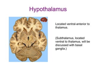 Hypothalamus
Located ventral-anterior to
thalamus.
(Subthalamus, located
ventral to thalamus, will be
discussed with basal
ganglia.)
 