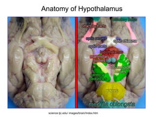 Anatomy of Hypothalamus
science.tjc.edu/ images/brain/Index.htm
 