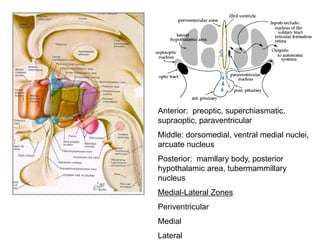 Anterior: preoptic, superchiasmatic,
supraoptic, paraventricular
Middle: dorsomedial, ventral medial nuclei,
arcuate nucleus
Posterior: mamllary body, posterior
hypothalamic area, tubermammillary
nucleus
Medial-Lateral Zones
Periventricular
Medial
Lateral
 