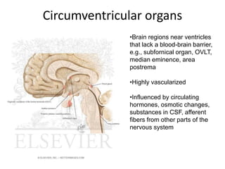 Circumventricular organs
•Brain regions near ventricles
that lack a blood-brain barrier,
e.g., subfornical organ, OVLT,
median eminence, area
postrema
•Highly vascularized
•Influenced by circulating
hormones, osmotic changes,
substances in CSF, afferent
fibers from other parts of the
nervous system
 