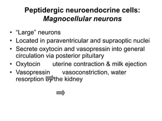 Peptidergic neuroendocrine cells:
Magnocellular neurons
• “Large” neurons
• Located in paraventricular and supraoptic nuclei
• Secrete oxytocin and vasopressin into general
circulation via posterior pituitary
• Oxytocin uterine contraction & milk ejection
• Vasopressin vasoconstriction, water
resorption by the kidney
 