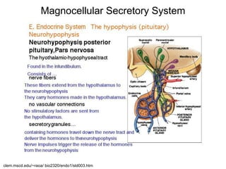 Magnocellular Secretory System
clem.mscd.edu/~raoa/ bio2320/endo1/sld003.htm
 