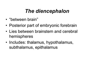 The diencephalon
• “between brain”
• Posterior part of embryonic forebrain
• Lies between brainstem and cerebral
hemispheres
• Includes: thalamus, hypothalamus,
subthalamus, epithalamus
 