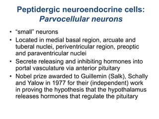• “small” neurons
• Located in medial basal region, arcuate and
tuberal nuclei, periventricular region, preoptic
and paraventricular nuclei
• Secrete releasing and inhibiting hormones into
portal vasculature via anterior pituitary
• Nobel prize awarded to Guillemin (Salk), Schally
and Yalow in 1977 for their (independent) work
in proving the hypothesis that the hypothalamus
releases hormones that regulate the pituitary
Peptidergic neuroendocrine cells:
Parvocellular neurons
 