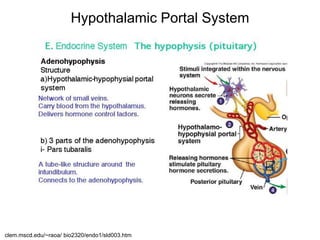Hypothalamic Portal System
clem.mscd.edu/~raoa/ bio2320/endo1/sld003.htm
 