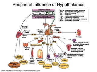Peripheral Influence of Hypothalamus
clem.mscd.edu/~raoa/ bio2320/endo1/sld003.htm
 