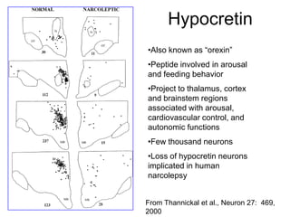Hypocretin
From Thannickal et al., Neuron 27: 469,
2000
•Also known as “orexin”
•Peptide involved in arousal
and feeding behavior
•Project to thalamus, cortex
and brainstem regions
associated with arousal,
cardiovascular control, and
autonomic functions
•Few thousand neurons
•Loss of hypocretin neurons
implicated in human
narcolepsy
 