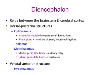 Diencephalon
• Relay between the brainstem & cerebral cortex
• Dorsal-posterior structures
– Epithalamus
• Habenular nuclei – integrate smell & emotions
• Pineal gland – monitors diurnal / nocturnal rhythm
– Thalamus
– Metathalamus
• Medial geniculate body – auditory relay
• Lateral geniculate body – visual relay
• Ventral-anterior structure
– Hypothalamus
 