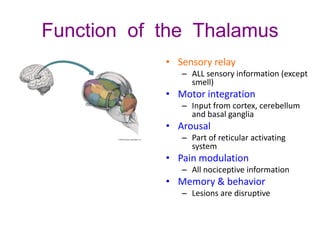 Function of the Thalamus
• Sensory relay
– ALL sensory information (except
smell)
• Motor integration
– Input from cortex, cerebellum
and basal ganglia
• Arousal
– Part of reticular activating
system
• Pain modulation
– All nociceptive information
• Memory & behavior
– Lesions are disruptive
 