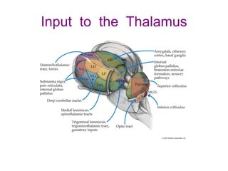 Input to the Thalamus
 
