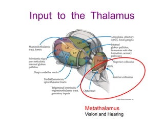 Input to the Thalamus
Metathalamus
Vision and Hearing
 