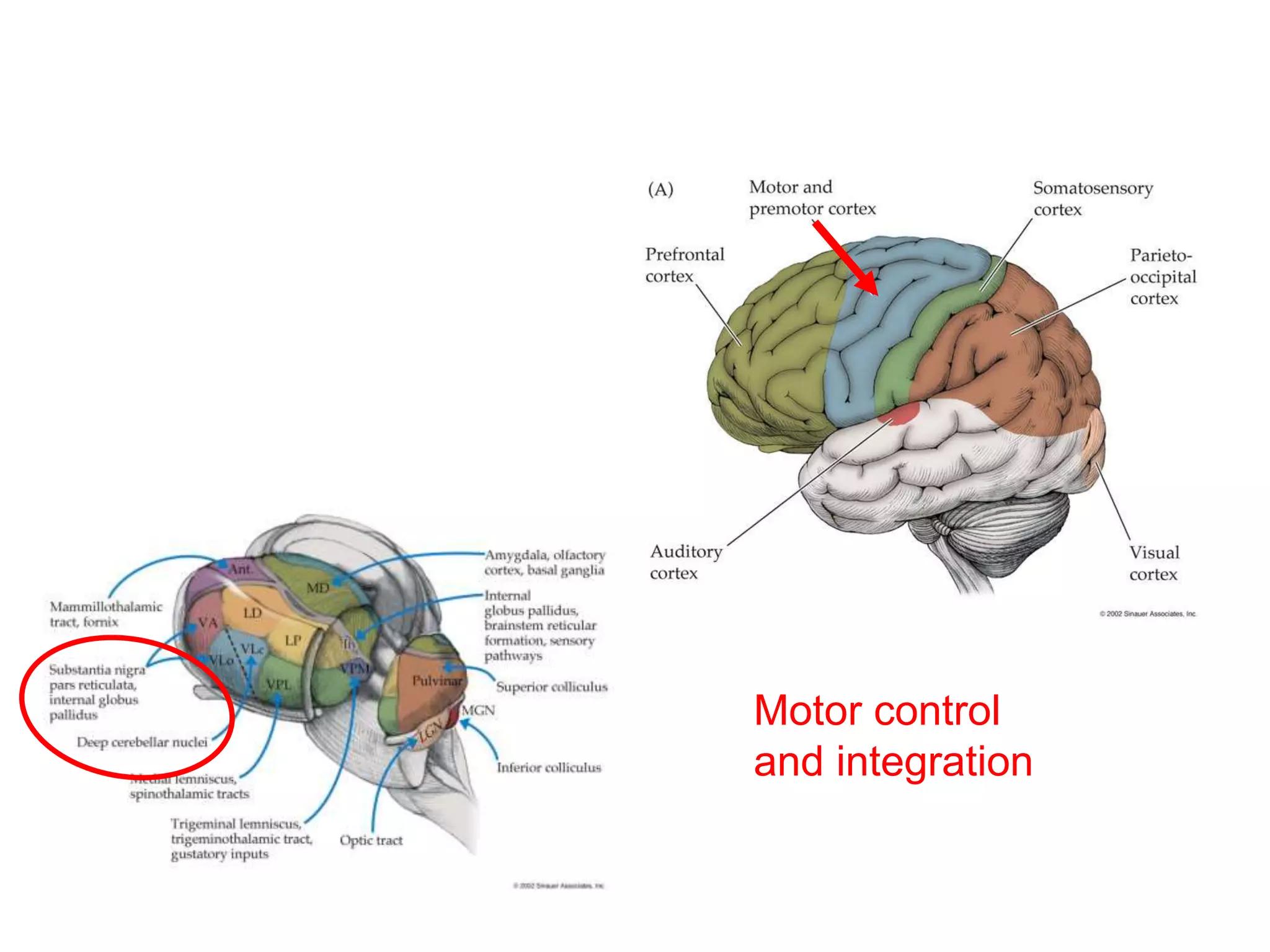 Motor control
and integration
 