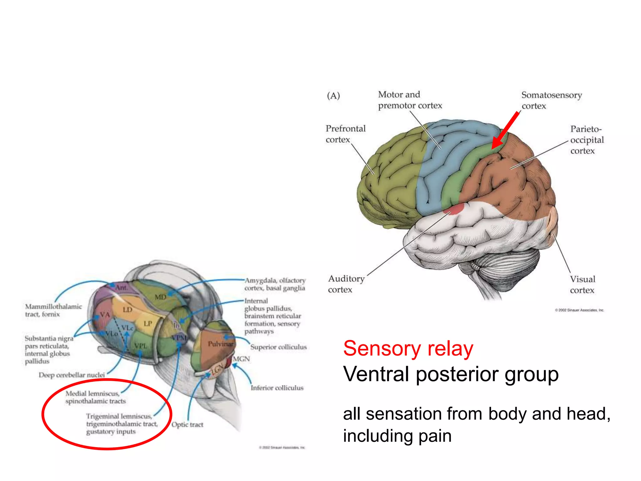 Sensory relay
Ventral posterior group
all sensation from body and head,
including pain
 
