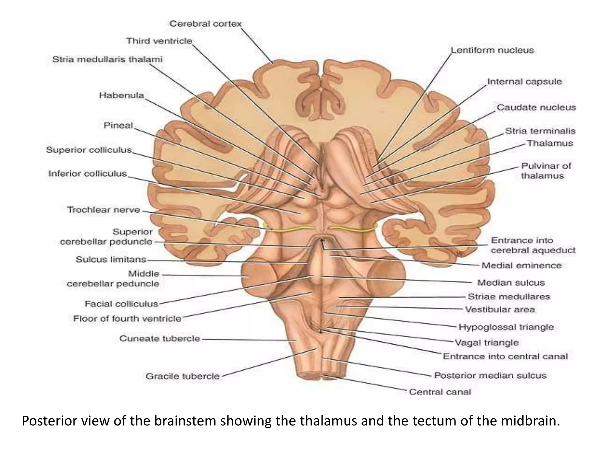 Posterior view of the brainstem showing the thalamus and the tectum of the midbrain.
 