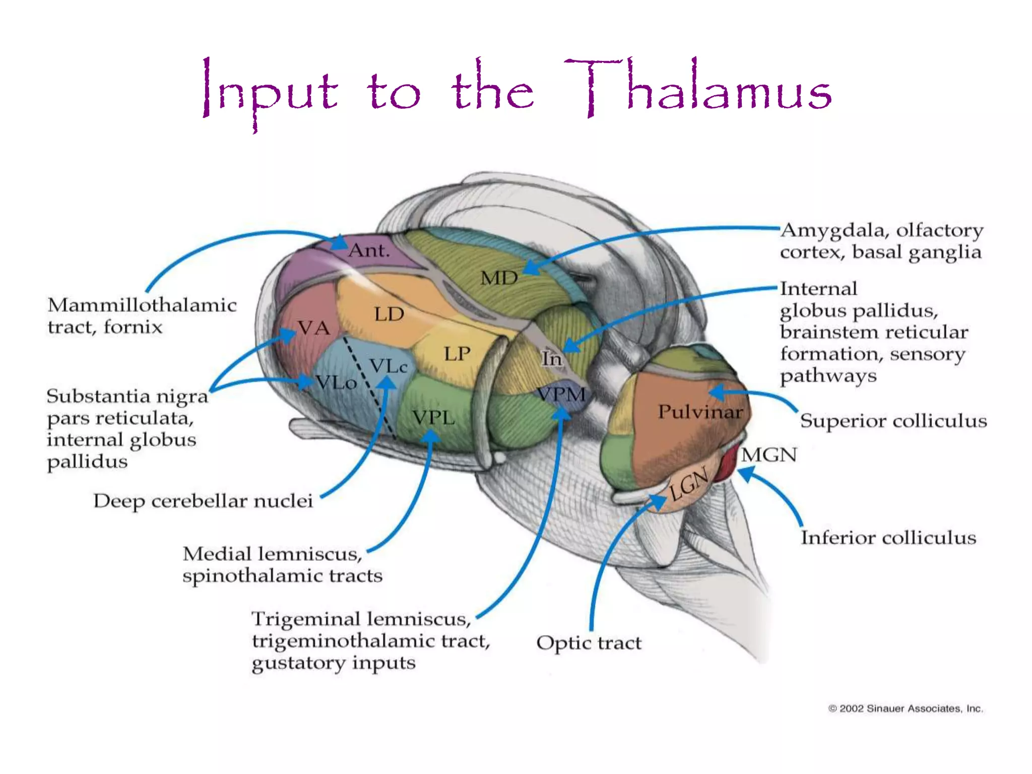 Input to the Thalamus
 