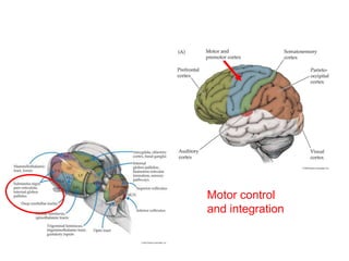 Motor control
and integration
 