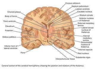 Coronal section of the cerebral hemispheres showing the position and relations of the thalamus.
 