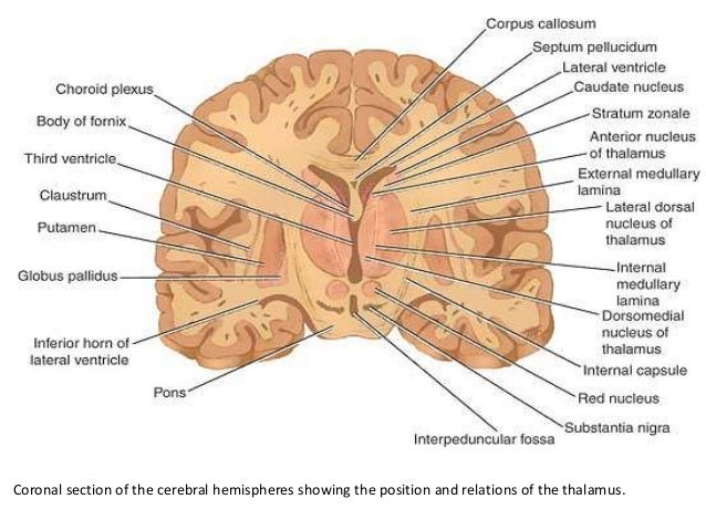 thalamus and its connection