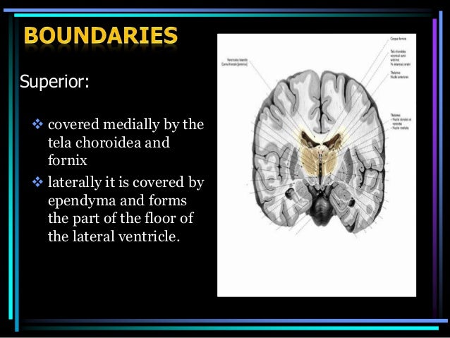 Thalamus final