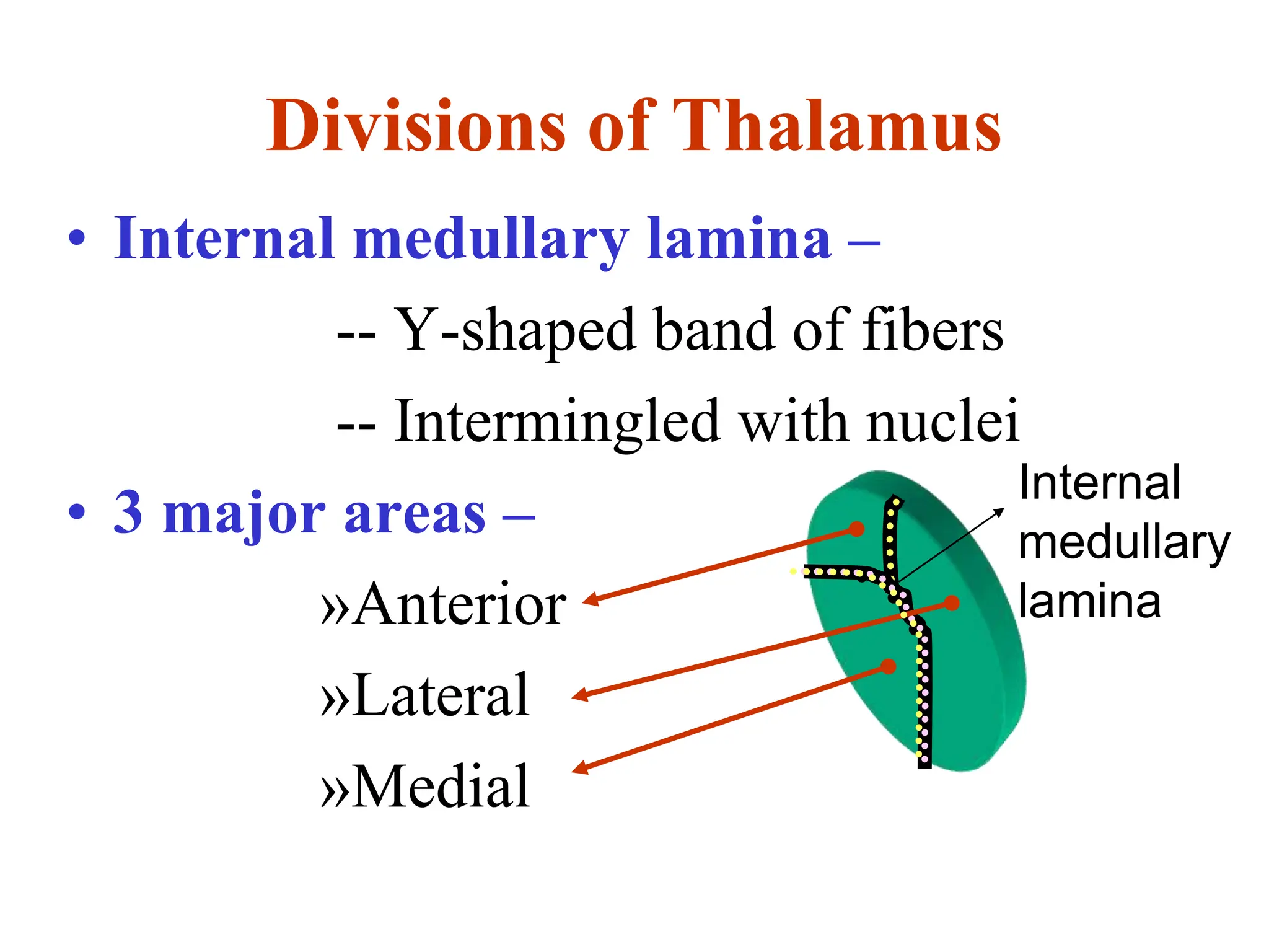 • Internal medullary lamina –
-- Y-shaped band of fibers
-- Intermingled with nuclei
• 3 major areas –
»Anterior
»Lateral
»Medial
Divisions of Thalamus
Internal
medullary
lamina
 