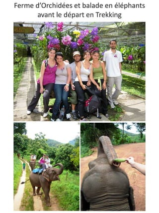 Ferme d’Orchidées et balade en éléphants
      avant le départ en Trekking
 