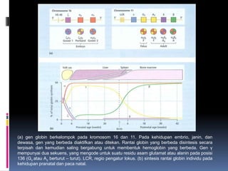 (a) gen globin berkelompok pada kromosom 16 dan 11. Pada kehidupan embrio, janin, dan
dewasa, gen yang berbeda diaktifkan atau ditekan. Rantai globin yang berbeda disintesis secara
terpisah dan kemudian saling bergabung untuk membentuk hemoglobin yang berbeda. Gen γ
mempunyai dua sekuens, yang mengode untuk suatu residu asam glutamat atau alanin pada posisi
136 (Gγ atau Aγ berturut – turut). LCR, regio pengatur lokus. (b) sintesis rantai globin individu pada
kehidupan pranatal dan paca natal.
 