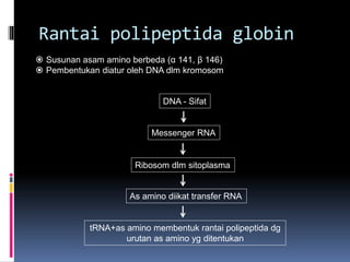 DNA - Sifat
Messenger RNA
Ribosom dlm sitoplasma
As amino diikat transfer RNA
tRNA+as amino membentuk rantai polipeptida dg
urutan as amino yg ditentukan
 Susunan asam amino berbeda (α 141, β 146)
 Pembentukan diatur oleh DNA dlm kromosom
Rantai polipeptida globin
 